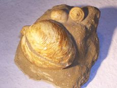 Muscheln_Stein_3.jpg